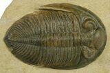 Rare Odontochile Trilobite - Morocco #382686-1